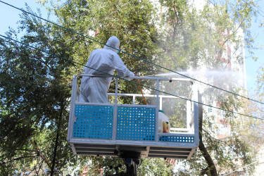 Nizami rayonunda zərərvericiklərə qarşı ağacların dərmanlanması işləri aparılır  - 01-09-2025