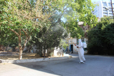 Nizami rayonunda zərərvericiklərə qarşı ağacların dərmanlanması işləri aparılır  - 01-09-2025