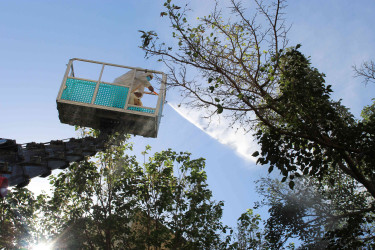 Nizami rayonunda zərərvericiklərə qarşı ağacların dərmanlanması işləri aparılır  - 01-09-2025