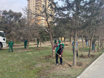 Nizami rayonunda yaşıllıqlara qulluq davam etdirilir - 01.12.2025