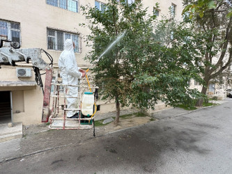 Nizami rayonunda zərərvericiklərə qarşı ağacların dərmanlanması işləri davam etdirilir - 23.10.2025