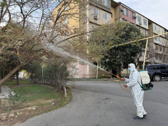 Nizami rayonunda zərərvericiklərə qarşı ağacların dərmanlanması işləri davam etdirilir - 23.10.2025