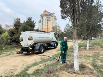 Nizami rayonunda yaşıllıqlara qulluq davam etdirilir - 01.12.2025