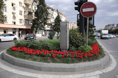 Ağacəkmə aksiyası - Babək prospekti - 25.10.2024