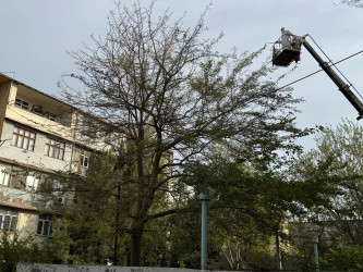 Nizami rayonunda zərərvericiklərə qarşı ağacların dərmanlanması işləri davam etdirilir - 23.10.2025