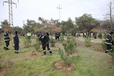 Nizami rayonunda “Şəhərsalma və Memarlıq İli” çərçivəsində ağacəkmə aksiyası keçirilib - 07.03.2026