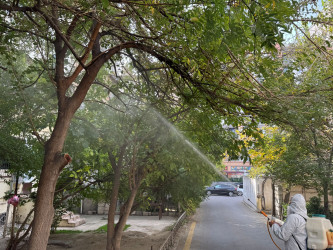 Nizami rayonunda zərərvericiklərə qarşı ağacların dərmanlanması işləri davam etdirilir - 23.10.2025