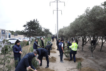 "Yaşıl dünya naminə həmrəylik ili" çərçivəsində növbəti ağacəkmə aksiyası  - M.Əliyev küçəsi - 19.10.2024