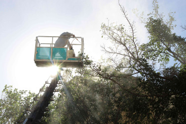 Nizami rayonunda zərərvericiklərə qarşı ağacların dərmanlanması işləri aparılır  - 01-09-2025