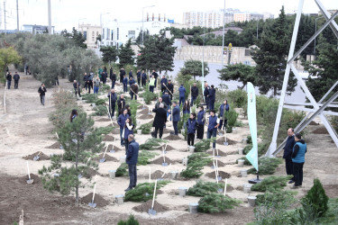 "Yaşıl dünya naminə həmrəylik ili" çərçivəsində növbəti ağacəkmə aksiyası  - M.Əliyev küçəsi - 19.10.2024