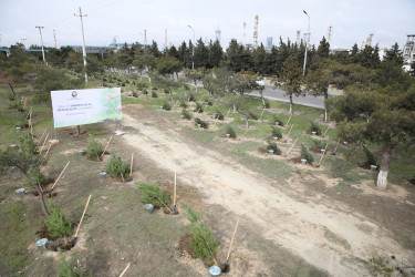 Nizami rayonunda “Şəhərsalma və Memarlıq İli” çərçivəsində ağacəkmə aksiyası keçirilib - 07.03.2026