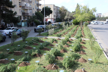 27 Sentyabr – Anım Günü ilə əlaqədar Nizami rayonunda ağacəkmə aksiyası keçirilib