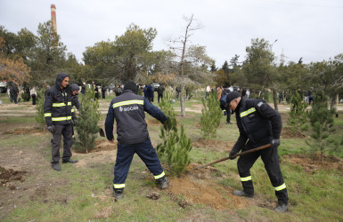 Nizami rayonunda “Şəhərsalma və Memarlıq İli” çərçivəsində ağacəkmə aksiyası keçirilib - 07.03.2026