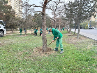 Nizami rayonunda yaşıllıqlara qulluq davam etdirilir - 01.12.2025