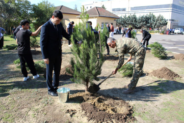 27 Sentyabr – Anım Günü ilə əlaqədar Nizami rayonunda ağacəkmə aksiyası keçirilib - 26.09.2025