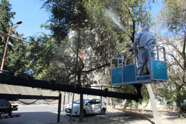 Nizami rayonunda zərərvericiklərə qarşı ağacların dərmanlanması işləri aparılır  - 01-09-2025