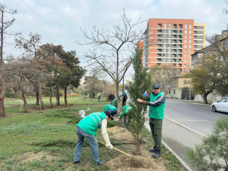 Nizami rayonunda yaşıllıqlara qulluq davam etdirilir - 01.12.2025