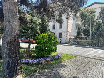 Qara Qarayev prospekti rəngarəng güllərlə bəzədilir - 15.05.2026