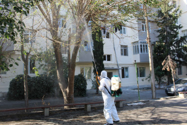 Nizami rayonunda zərərvericiklərə qarşı ağacların dərmanlanması işləri aparılır  - 01-09-2025