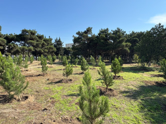 27 Sentyabr – Anım Günü ilə əlaqədar Nizami rayonunda ağacəkmə aksiyası keçirilib - 26.09.2025