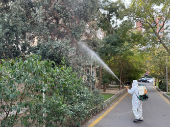 Nizami rayonunda zərərvericiklərə qarşı ağacların dərmanlanması işləri davam etdirilir - 23.10.2025