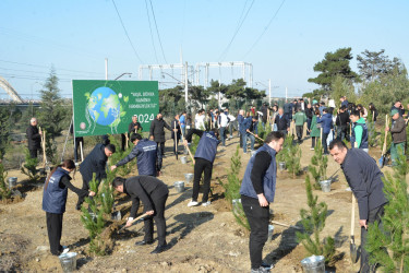 Ağacəkmə aksiyası - Ə.Vəliyev küçəsi 11 - 24.10.2024