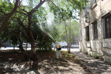 Nizami rayonunda zərərvericiklərə qarşı ağacların dərmanlanması işləri aparılır  - 01-09-2025