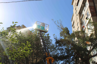 Nizami rayonunda zərərvericiklərə qarşı ağacların dərmanlanması işləri aparılır  - 01-09-2025