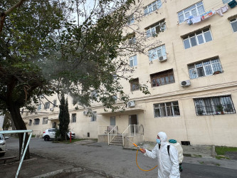Nizami rayonunda zərərvericiklərə qarşı ağacların dərmanlanması işləri davam etdirilir - 23.10.2025