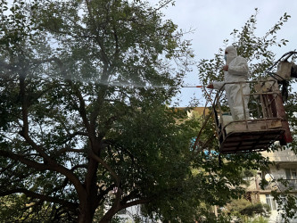 Nizami rayonunda zərərvericiklərə qarşı ağacların dərmanlanması işləri davam etdirilir - 23.10.2025