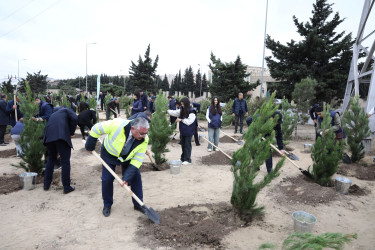 "Yaşıl dünya naminə həmrəylik ili" çərçivəsində növbəti ağacəkmə aksiyası  - M.Əliyev küçəsi - 19.10.2024