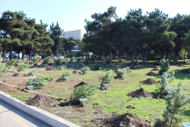 27 Sentyabr – Anım Günü ilə əlaqədar Nizami rayonunda ağacəkmə aksiyası keçirilib - 26.09.2025