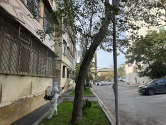 Nizami rayonunda zərərvericiklərə qarşı ağacların dərmanlanması işləri davam etdirilir - 23.10.2025