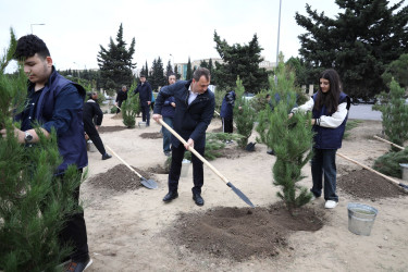 "Yaşıl dünya naminə həmrəylik ili" çərçivəsində növbəti ağacəkmə aksiyası  - M.Əliyev küçəsi - 19.10.2024