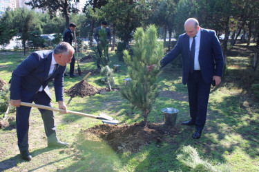 27 Sentyabr – Anım Günü ilə əlaqədar Nizami rayonunda ağacəkmə aksiyası keçirilib - 26.09.2025
