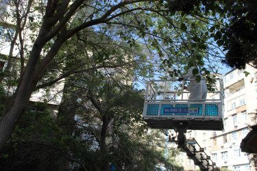 Nizami rayonunda zərərvericiklərə qarşı ağacların dərmanlanması işləri aparılır  - 01-09-2025