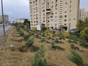 Nizami rayonunda “8 Noyabr - Zəfər Günü” ərəfəsində ağacəkmə aksiyası keçirilib - 03.11.2025