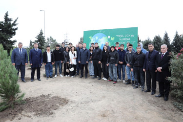 "Yaşıl dünya naminə həmrəylik ili" çərçivəsində növbəti ağacəkmə aksiyası  - M.Əliyev küçəsi - 19.10.2024