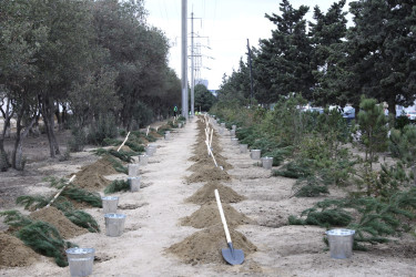 "Yaşıl dünya naminə həmrəylik ili" çərçivəsində növbəti ağacəkmə aksiyası  - M.Əliyev küçəsi - 19.10.2024