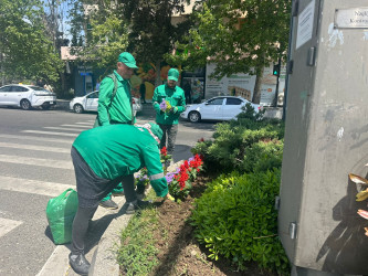 Qara Qarayev prospekti rəngarəng güllərlə bəzədilir - 15.05.2026