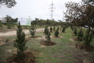 Nizami rayonunda “Şəhərsalma və Memarlıq İli” çərçivəsində ağacəkmə aksiyası keçirilib - 07.03.2026