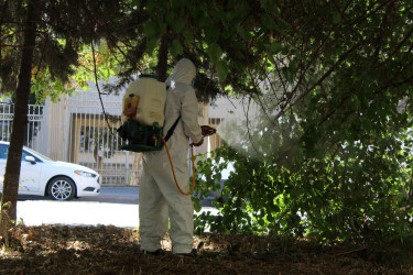 Nizami rayonunda zərərvericiklərə qarşı ağacların dərmanlanması işləri aparılır  - 01-09-2025