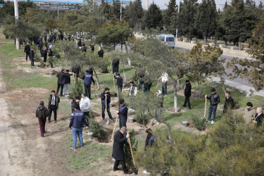Nizami rayonunda “Şəhərsalma və Memarlıq İli” çərçivəsində ağacəkmə aksiyası keçirilib - 07.03.2026