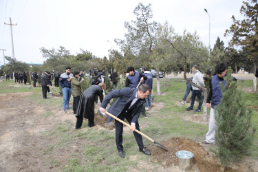 Nizami rayonunda “Şəhərsalma və Memarlıq İli” çərçivəsində ağacəkmə aksiyası keçirilib - 07.03.2026