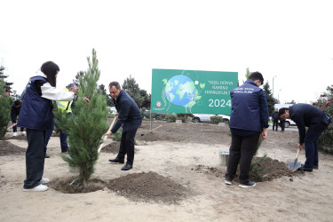 "Yaşıl dünya naminə həmrəylik ili" çərçivəsində növbəti ağacəkmə aksiyası  - M.Əliyev küçəsi - 19.10.2024