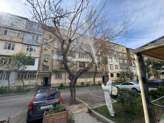 Nizami rayonunda zərərvericiklərə qarşı ağacların dərmanlanması işləri davam etdirilir - 23.10.2025