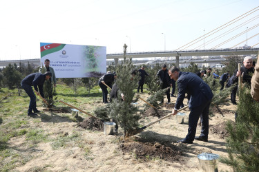 Agacəkmə aksiyası - Ə.Vəliyev küçəsi 11 - 15.03.2025