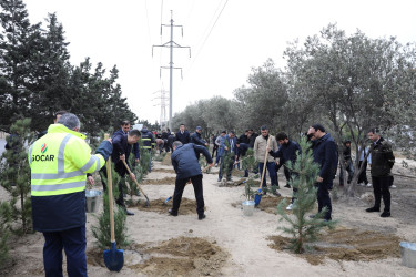 "Yaşıl dünya naminə həmrəylik ili" çərçivəsində növbəti ağacəkmə aksiyası  - M.Əliyev küçəsi - 19.10.2024